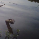 turtle on a log